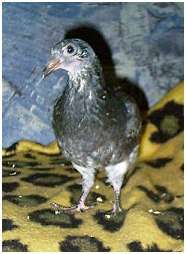 Jeune pigeon biset
