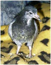 Jeune pigeon biset