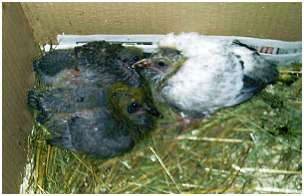 Jeunes pigeons biset
