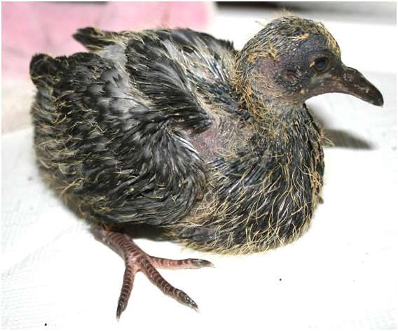 Jeune pigeon biset