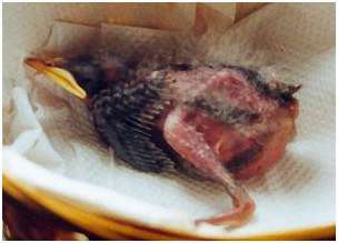 Jeune étourneau sansonnet