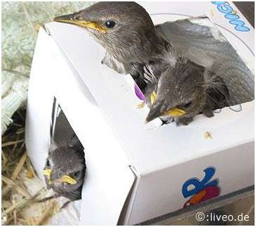 Jeunes étourneaux sansonnets