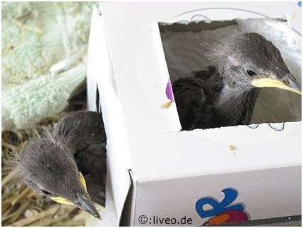 Jeunes étourneaux sansonnets