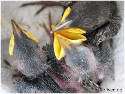 Jeunes étourneaux sansonnets