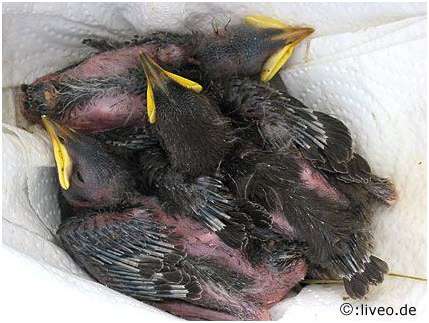 Jeunes étourneaux sansonnets