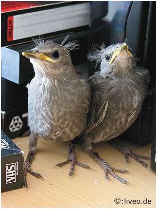 Jeunes étourneaux sansonnets