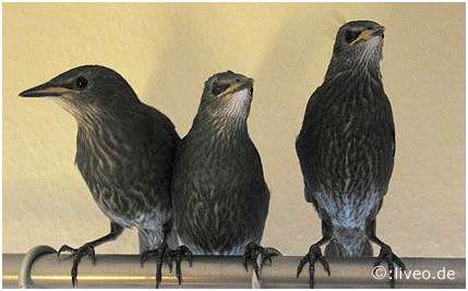 Jeunes étourneaux sansonnets