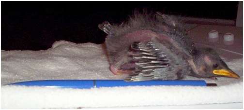 Jeune étourneau sansonnet