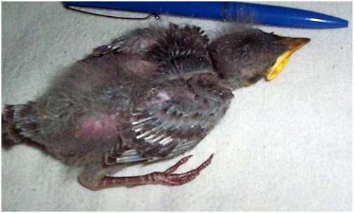 Jeune étourneau sansonnet