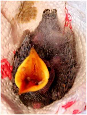 Jeune étourneau sansonnet