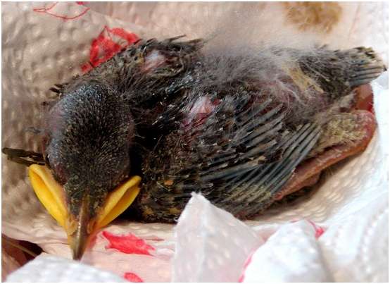 Jeune étourneau sansonnet