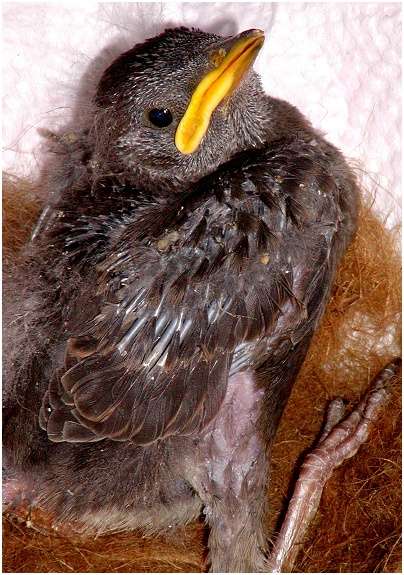 Jeune étourneau sansonnet