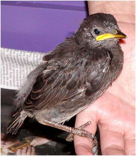 Jeune étourneau sansonnet