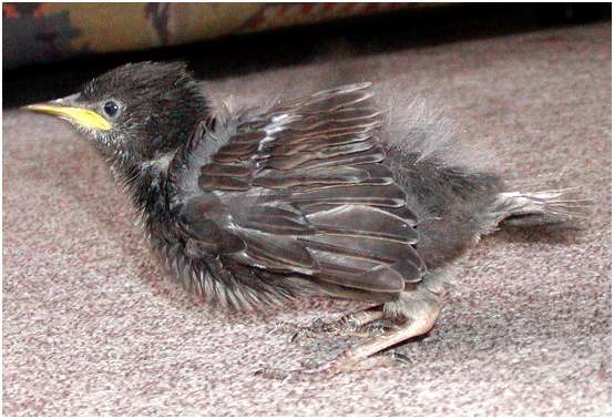 Jeune étourneau sansonnet