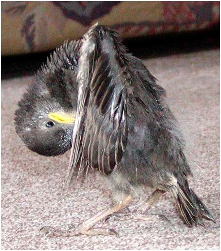 Jeune étourneau sansonnet