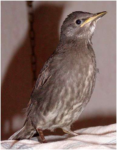 Jeune étourneau sansonnet