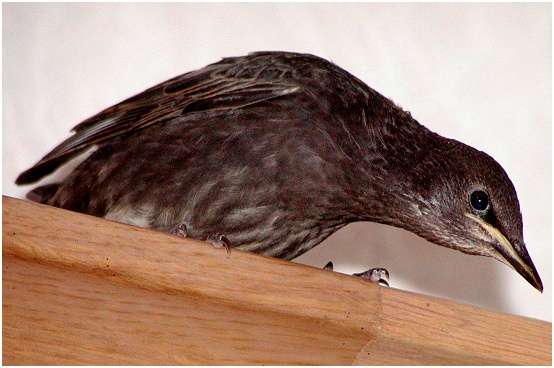 Jeune étourneau sansonnet