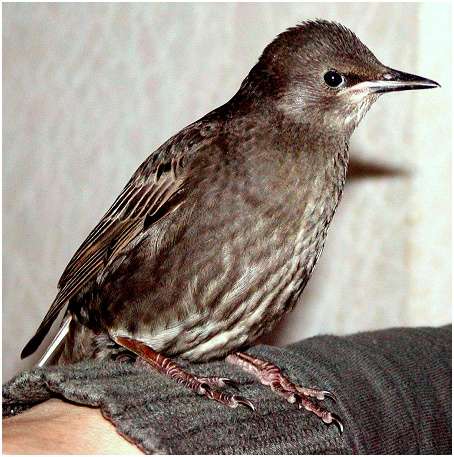 Jeune étourneau sansonnet