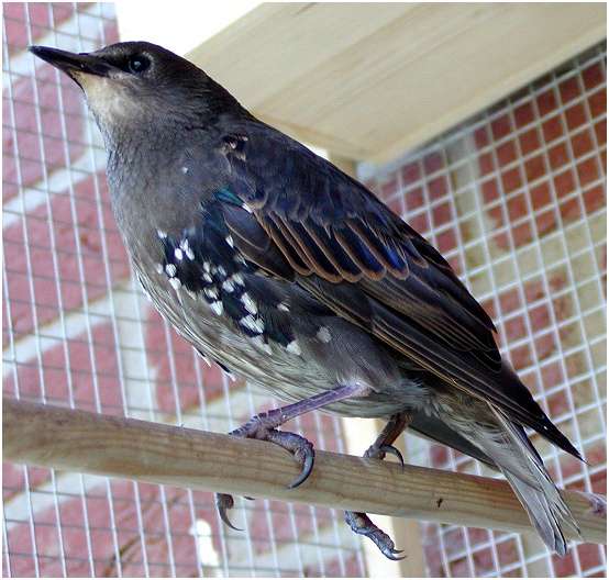 Jeune étourneau sansonnet