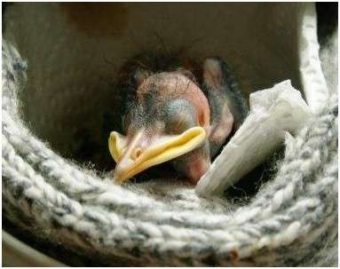 Jeune étourneau sansonnet