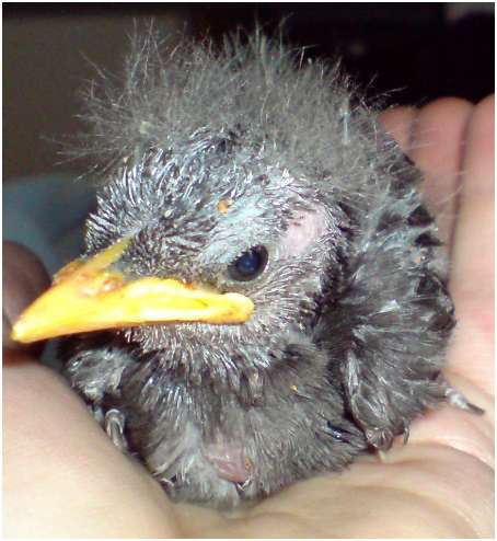 Jeune étourneau sansonnet