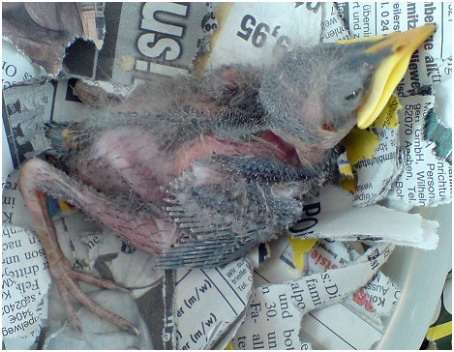 Jeune étourneau sansonnet