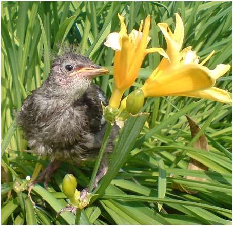 Jeune étourneau sansonnet