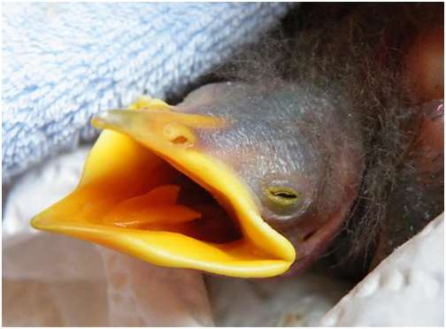 Jeune étourneau sansonnet