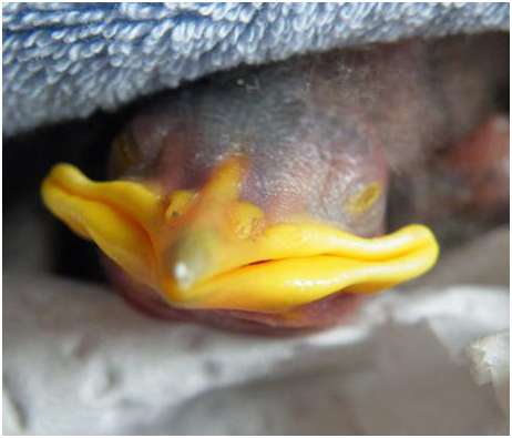 Jeune étourneau sansonnet