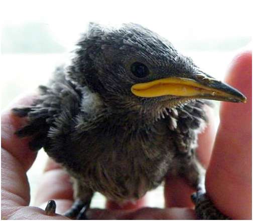 Jeune étourneau sansonnet