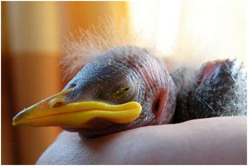 Jeune étourneau sansonnet