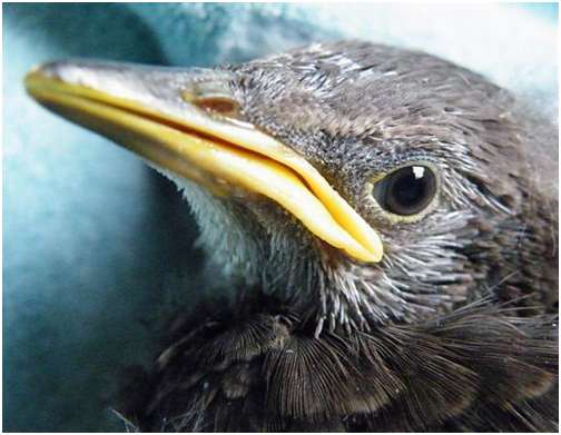 Jeune étourneau sansonnet