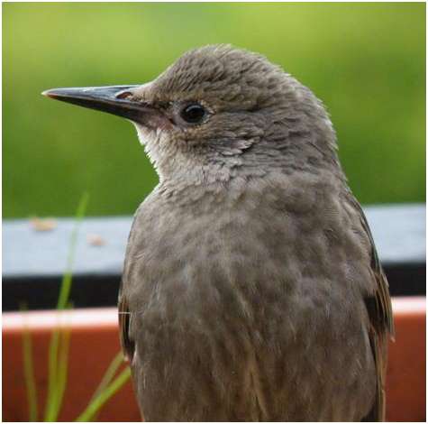 Jeune étourneau sansonnet