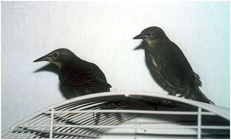 Jeunes étourneaux sansonnets