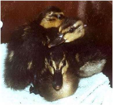 Jeunes canards colvert