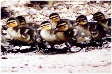 Jeunes canards colvert