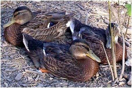 Jeunes mâles du canard colvert