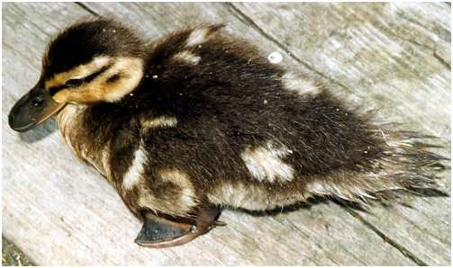 Jeune canard colvert
