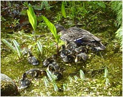 Jeunes canards colvert