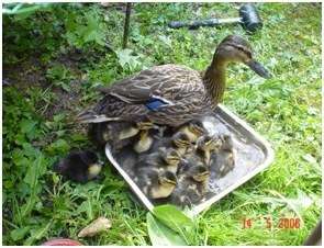 Jeunes canards colvert
