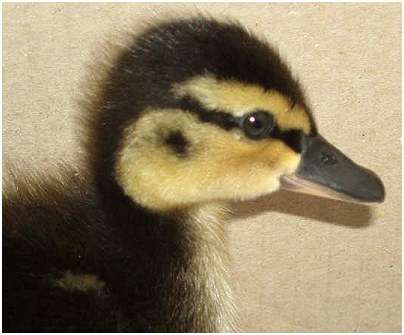 Jeune canard colvert