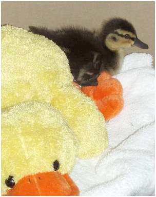 Jeune canard colvert