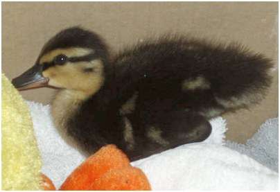 Jeune canard colvert
