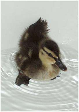 Jeune canard colvert