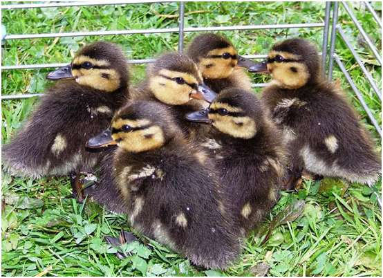 Jeunes canards colvert