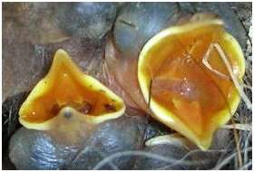 Le bec et les gosiers des jeunes bergeronnettes grises