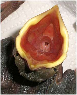 Gosier d'un jeune choucas des tours