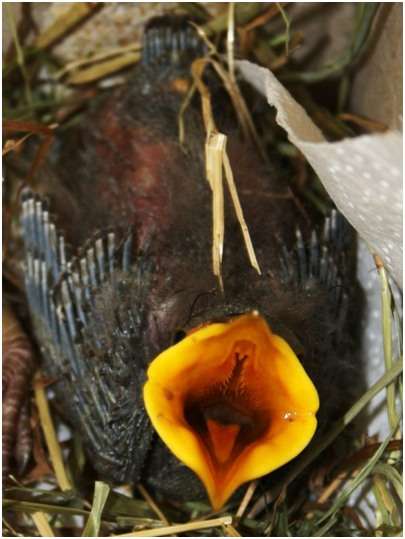 Gosier d'un jeune étourneau sansonnet