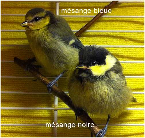 Comparaison entre une mésange bleue et une mésange noire
