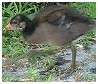 Gallinule poule-d'eau